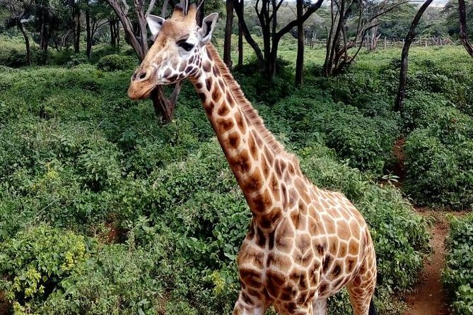 3 Days Masai Mara Safari Group Joining (Daily Departures) - Who should book this safari?