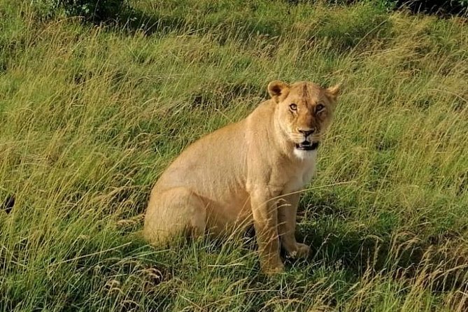 3 Days Masai Mara Safari Group Joining (Daily Departures) - Day one: Nairobi, the Rift Valley, and the first Mara drive