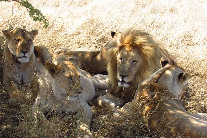3 Days Masai Mara Tented Camp & Transport 4 x 4 Jeep - Day two: the safari day that makes the trip worthwhile