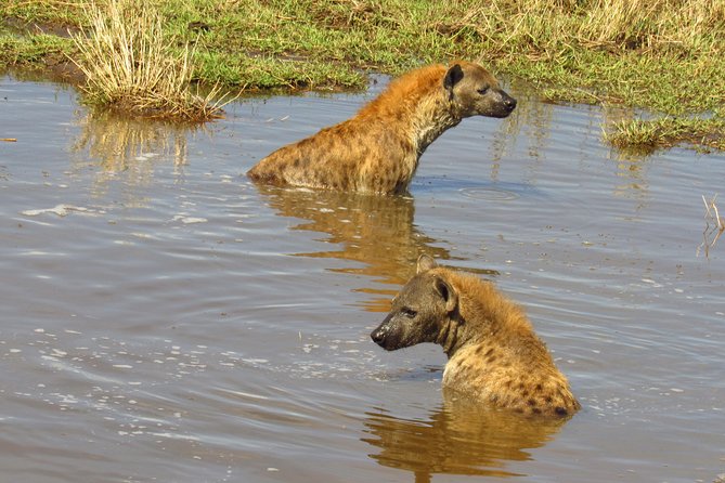 3 Days Masai Mara Tented Camp & Transport 4 x 4 Jeep - Camp, meals, and what the price covers