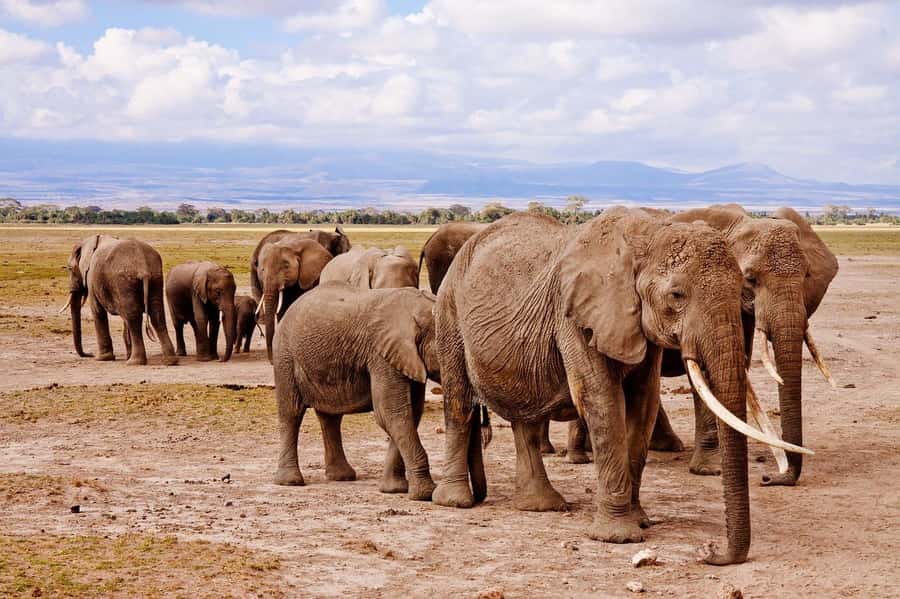 3 Days Nairobi to Amboseli to Tsavo East to Mombasa Safari - Should you book the Nairobi to Mombasa safari?