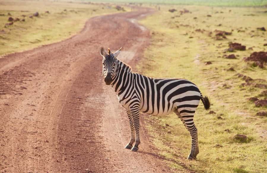 3 Days Nairobi to Amboseli to Tsavo East to Mombasa Safari - Accommodation and meals at Nyati and Voi