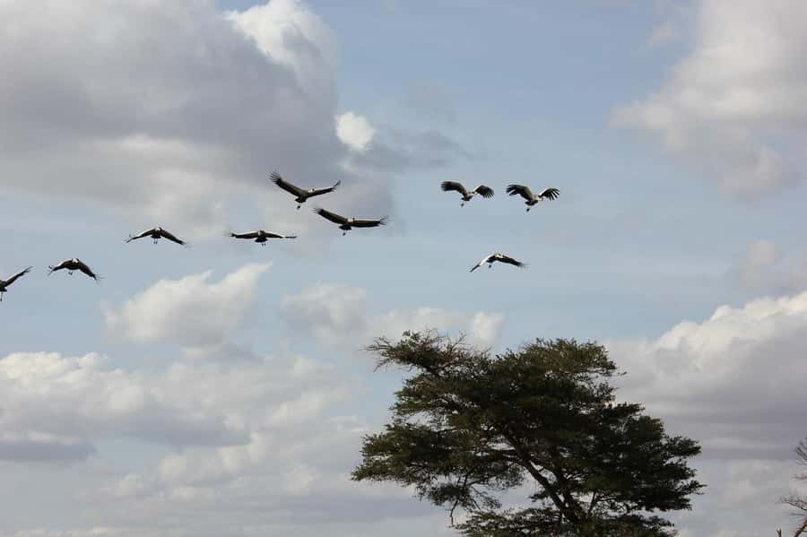 3 Days Nairobi to Amboseli to Tsavo East to Mombasa Safari - Is $1,060 per person good value?