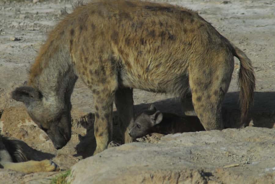 3 Days Nairobi to Amboseli to Tsavo East to Mombasa Safari - Who should choose this safari?