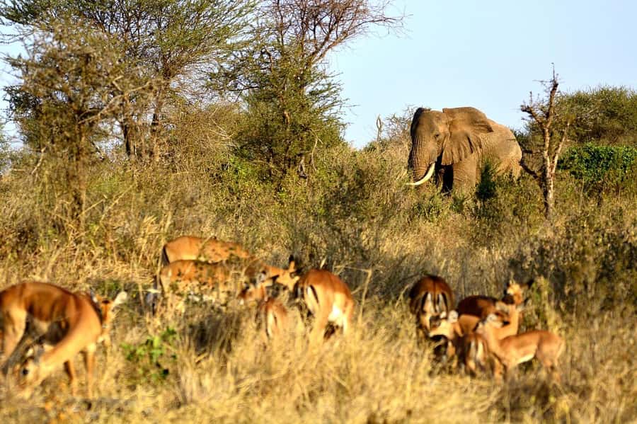 3 Days Nairobi to Amboseli to Tsavo East to Mombasa Safari - Day 1: Nairobi to Amboseli and the Kilimanjaro view