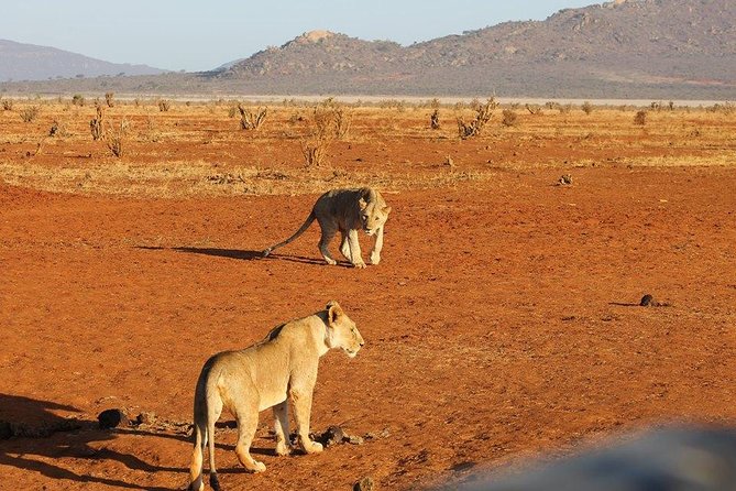 3 days Red elephant safari - Key points to know before booking