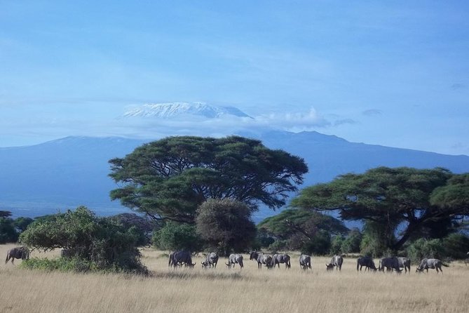 3 days Red elephant safari - Why Tsavo’s red elephants are worth the trip