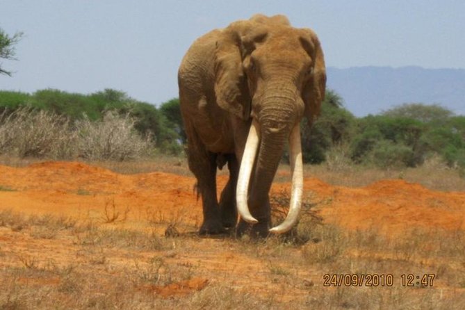 3 days Red elephant safari - The first night in Tsavo East