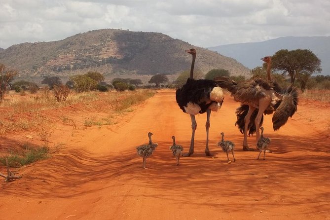3 days Red elephant safari - Day 2: Moving to Taita Hills Wildlife Sanctuary