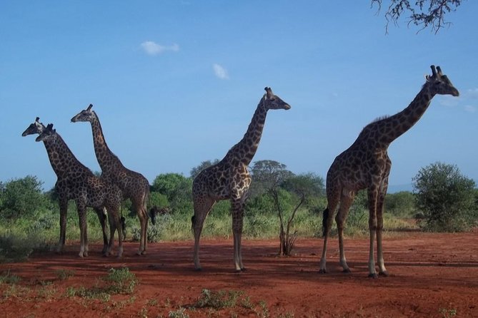 3 days Red elephant safari - Salt Lick Safari Lodge and the value of a waterhole view