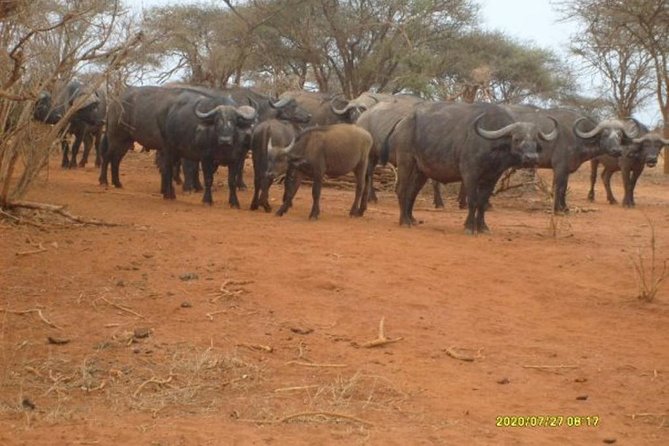 3 days Red elephant safari - Day 3: Early wildlife viewing and the return to Diani