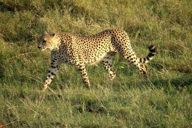 3 days Red elephant safari - A private safari with several named guides
