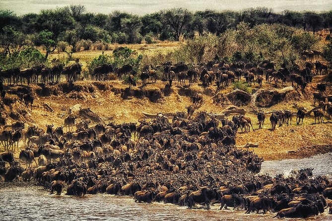 3 Days Safari Tour in Maasai Mara - Day 2: Ten hours of wildlife searching
