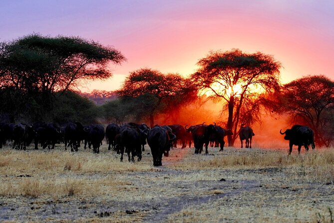 3 Days Safari Tour in Maasai Mara - Day 1: First game drive after lunch