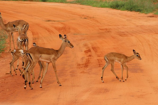 3 Days safari Tsavo East and Amboseli national park. - Red Elephants and Kilimanjaro in Three Days