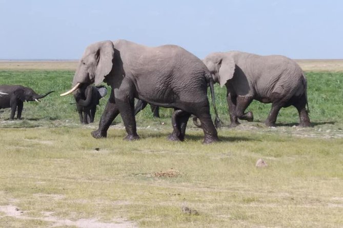 3 Days safari Tsavo East and Amboseli national park. - Day One: The 5 AM Road to Tsavo East