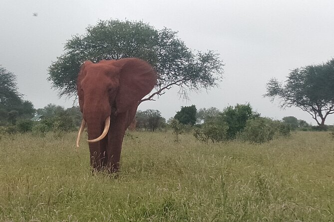 3 Days safari Tsavo East and Amboseli national park. - The Guides Can Make or Break the Long Drives