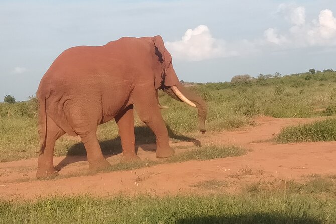 3 Days safari Tsavo East and Amboseli national park. - What You May See in Each Park