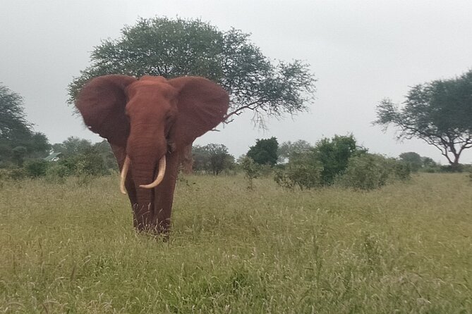 3 Days safari Tsavo East and Amboseli national park. - Lodges, Meals, and What to Confirm