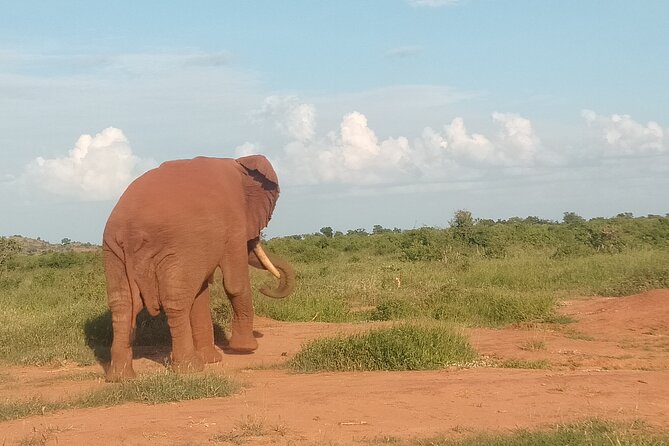 3 Days safari Tsavo East and Amboseli national park. - Is $1,000 Per Person Good Value?