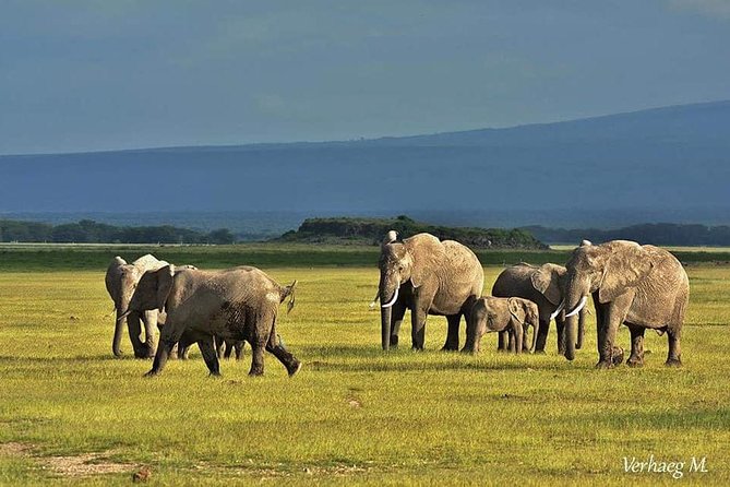 3 Days safari Tsavo East and Amboseli national park. - Who Should Book This Safari?