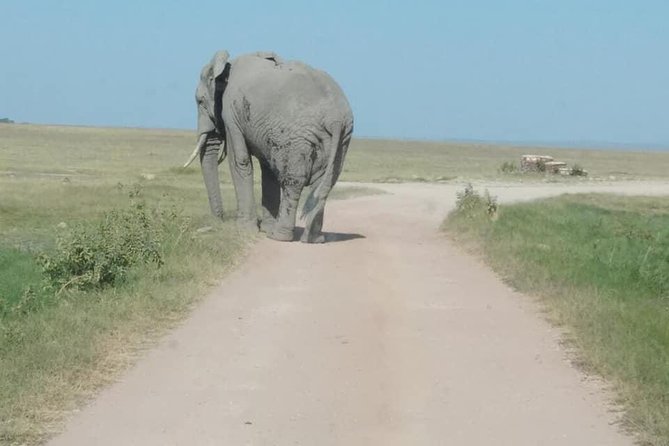 3 Days safari Tsavo East and Amboseli national park. - Day Three: One Last Drive Before the Coast