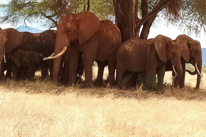 3 days safari Tsavo East and Taita hills (Saltlick lodge) - Day 1: From Diani Beach to Tsavo East