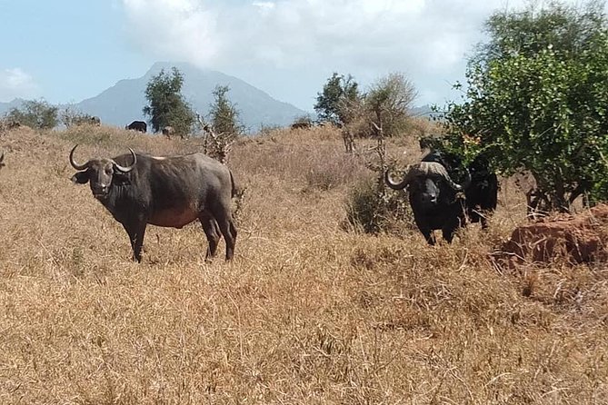 3 days safari Tsavo East and Taita hills (Saltlick lodge) - Day 2: Tsavo East to Saltlick Lodge