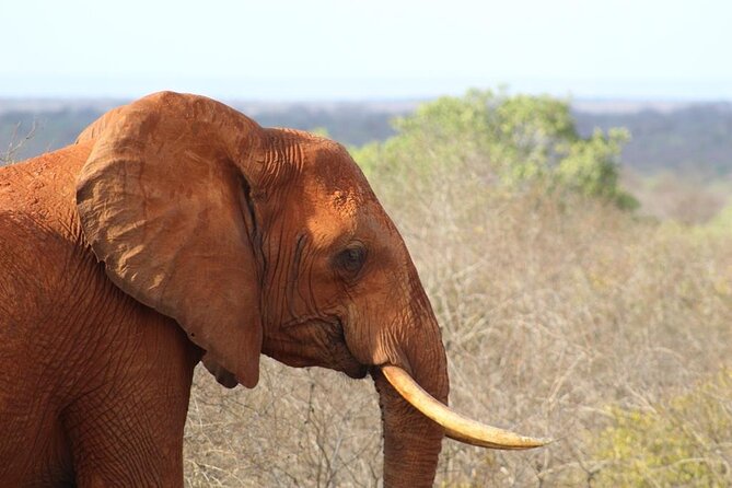 3 days safari Tsavo East and Taita hills (Saltlick lodge) - What makes Saltlick Lodge worth the change