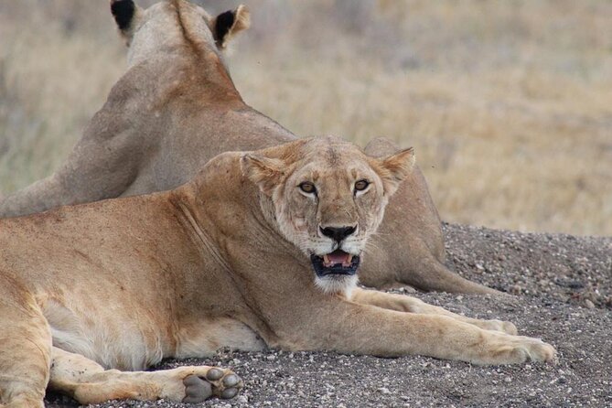 3 days safari Tsavo East and Taita hills (Saltlick lodge) - How tiring is the three-day schedule?