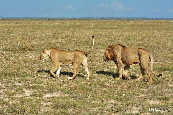 3 Days Safari Tsavo East and Taita Hills Saltlick Lodge - Day two: Taita Hills and the Salt Lick overnight