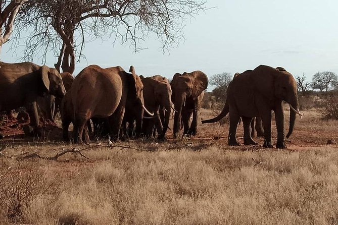 3 days safari Tsavo East and West - Day three: A final drive and the road back
