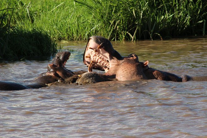 3 days safari Tsavo East and West - What the private vehicle changes