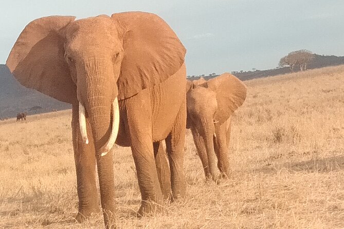3 days safari Tsavo East and West - What you are paying for at $850 per person