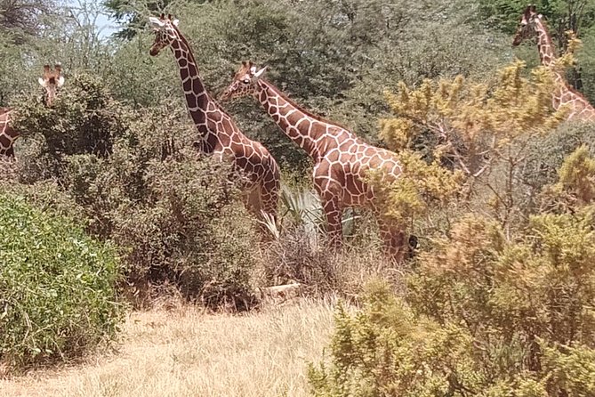 3 days safari Tsavo East and West - Day two: Tsavo East to Mzima Springs in Tsavo West