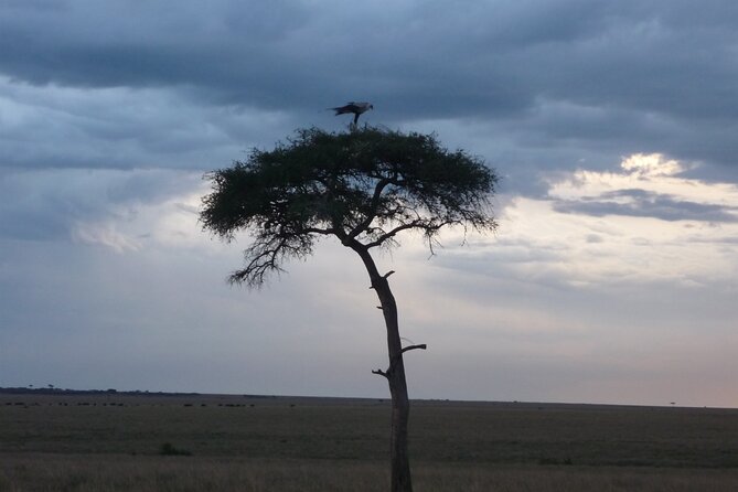 3 Days to Maasai Mara N/R. - A full nine-hour search for the Mara River