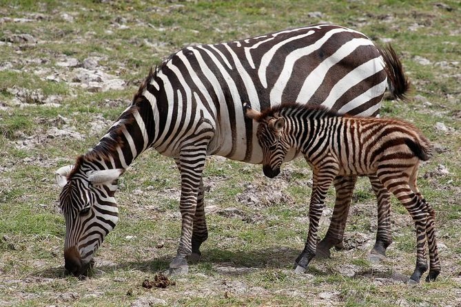3 Days Tsavo East & Amboseli (2 Nights) - Why this route works from Mombasa