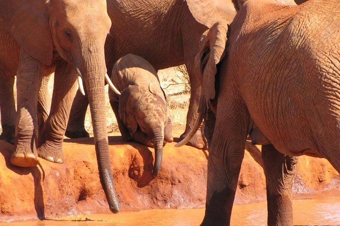3 Days Tsavo East & Amboseli (2 Nights) - Day two: From Tsavo East to Amboseli
