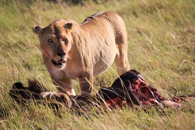 3 Days Tsavo East & Amboseli (2 Nights) - Day three: One last game drive, then back to Mombasa