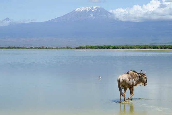 3 Days Tsavo East & Amboseli (2 Nights) - Booking questions worth asking first