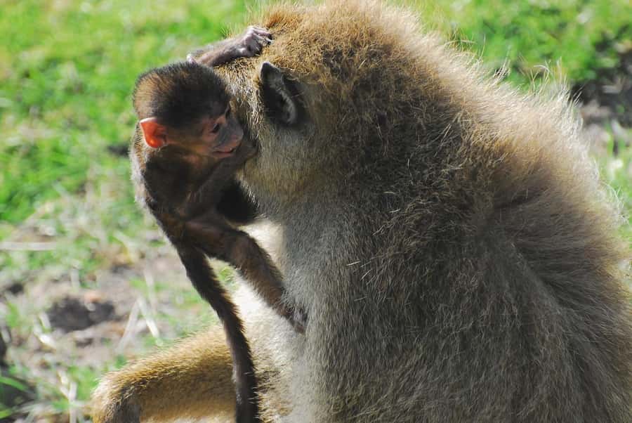 3 DAYS TSAVO EAST- AMBOSELI PARKS FROM MOMBASA/DIANI - Wildlife viewing in both parks
