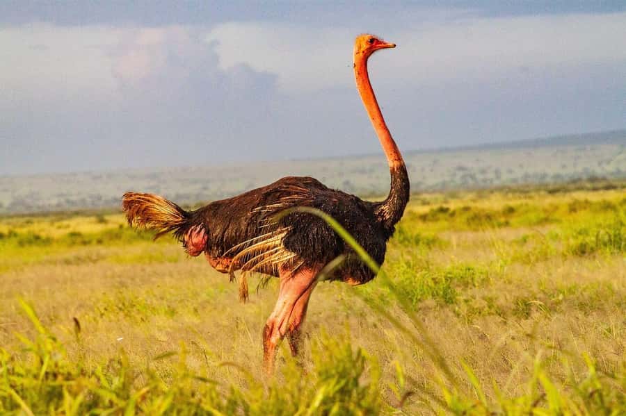 3 DAYS TSAVO EAST- AMBOSELI PARKS FROM MOMBASA/DIANI - Who should book this safari?