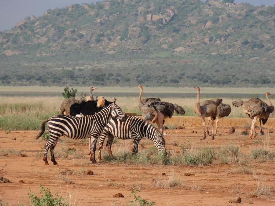 3 days Tsavo East and Amboseli safari from Diani/Mombasa - The guides make a difference
