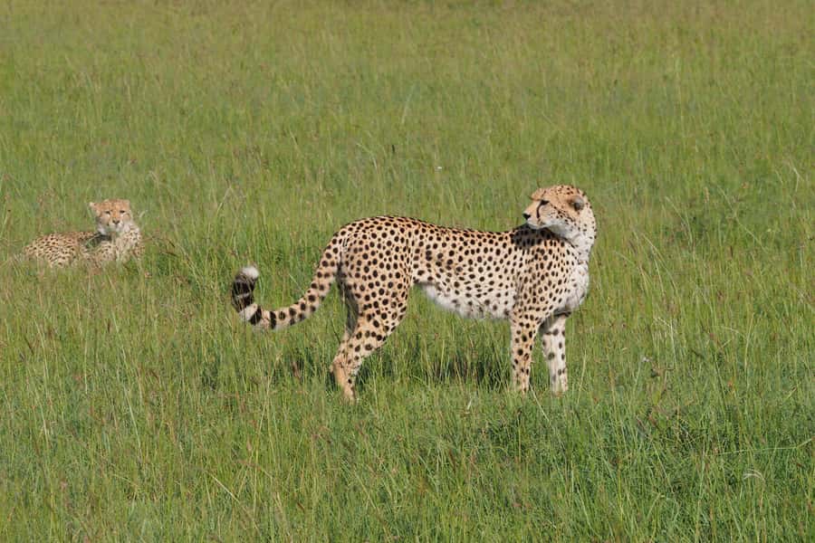 3 days Tsavo East and Saltlick safari from Diani/Mombasa - Why this safari works well from Diani or Mombasa