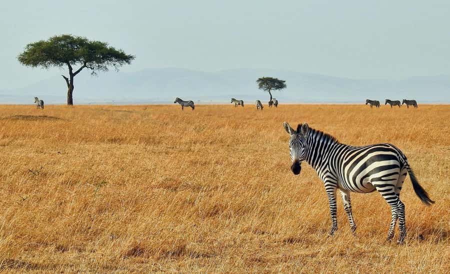 3 days Tsavo East and Saltlick safari from Diani/Mombasa - The wildlife you may see