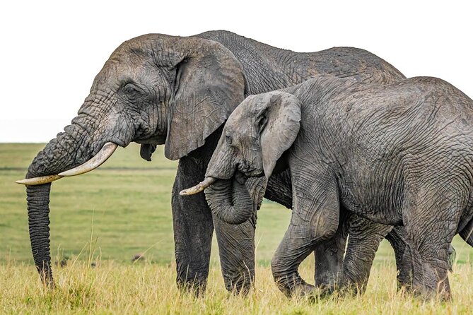 3 Days Unforgettable Masai Mara Safari Tour - Key points at a glance