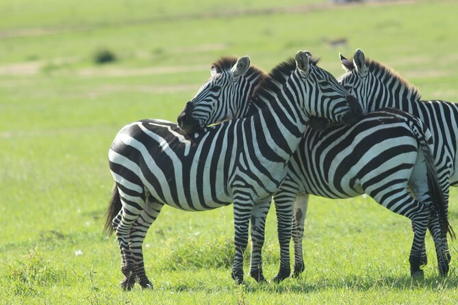3 Days Unforgettable Masai Mara Safari Tour - Who will get the most from this safari?