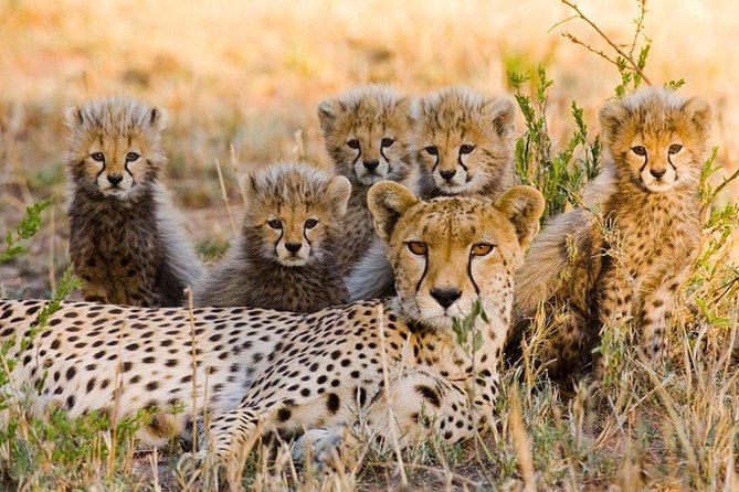 3 nights exclusive Masai Mara safari - Day 2: Eight hours near the crossing points