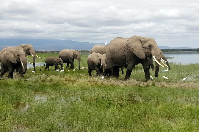 3day Amboseli Park Private safari - Key points to know before you book