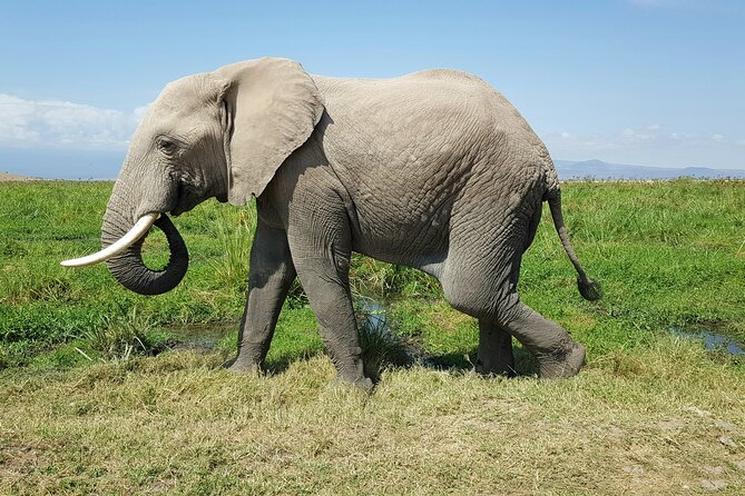 3day Amboseli Park Private safari - Day 2: The main safari day and Observation Hill